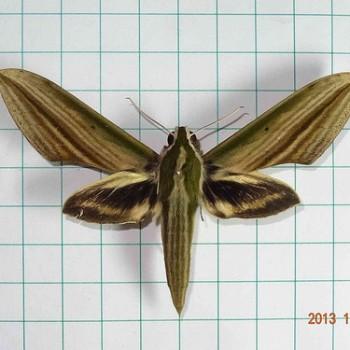 Cechenena lineosa