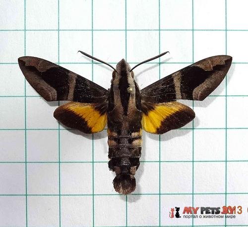Macroglossum mitchelli