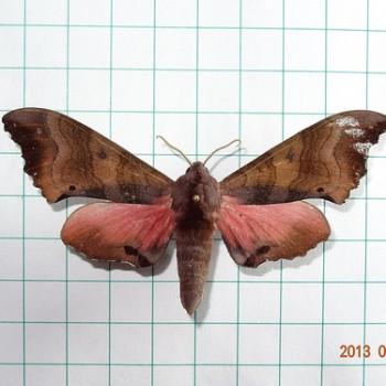 Marumba gaschkewitschii