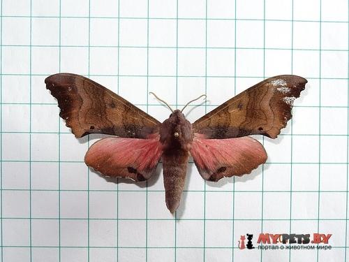 Marumba gaschkewitschii