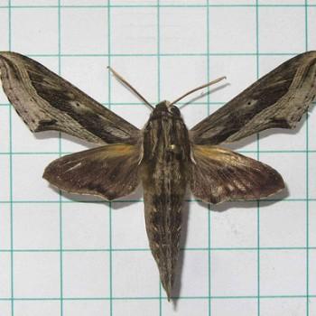 Hippotion velox