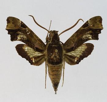 Unzela pronoe
