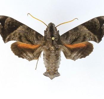 Nyceryx magna