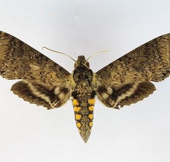 Manduca occulta