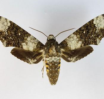 Manduca albiplaga