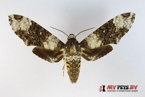 Manduca albiplaga
