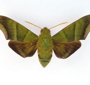 Oryba achemenides