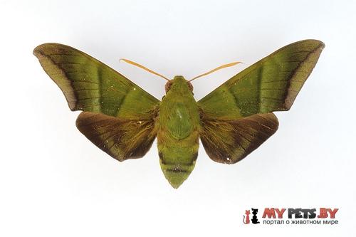 Oryba achemenides