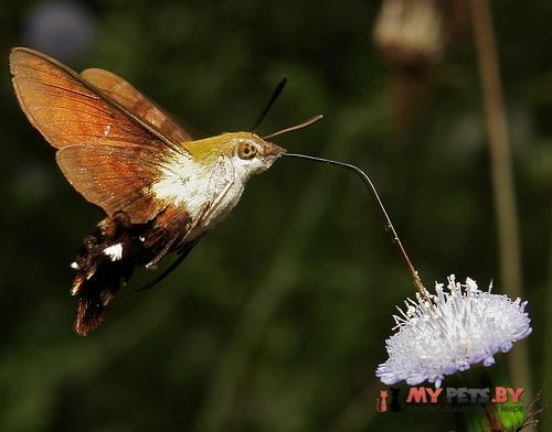 Macroglossum bombylans