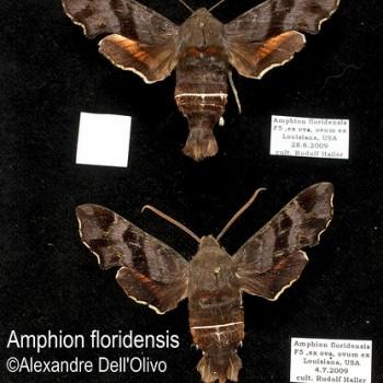 Amphion floridensis