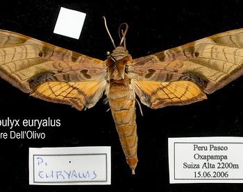 Protambulyx euryalus
