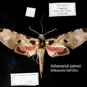Adhemarius palmeri