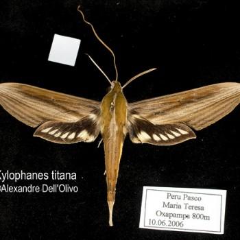 Xylophanes titana