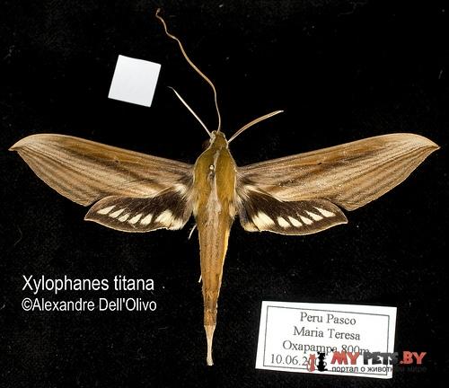 Xylophanes titana