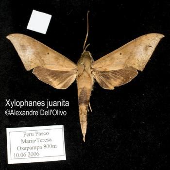 Xylophanes juanita