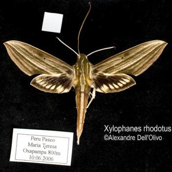 Xylophanes rhodotus