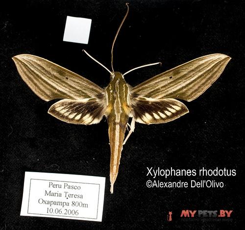 Xylophanes rhodotus
