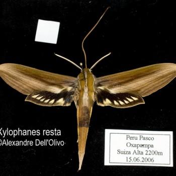 Xylophanes resta