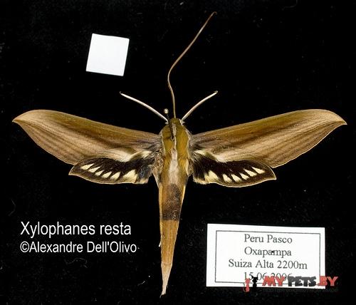 Xylophanes resta