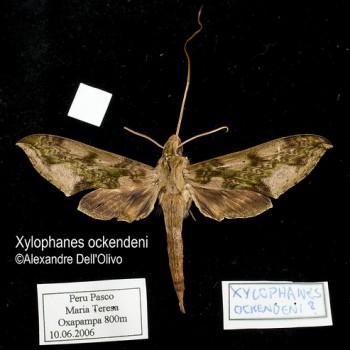Xylophanes ockendeni