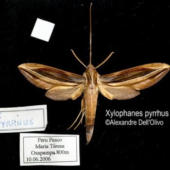 Xylophanes pyrrhus