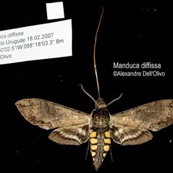 Manduca diffissa