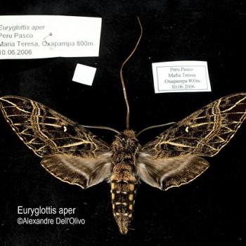Euryglottis aper