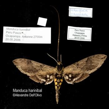 Manduca hannibal
