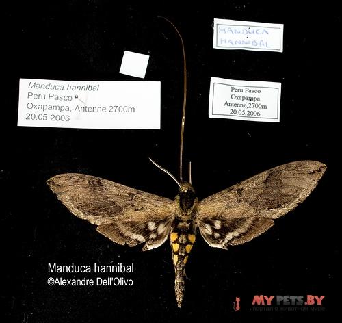Manduca hannibal