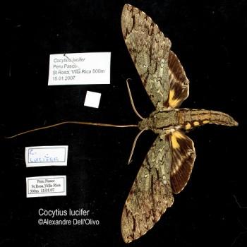 Cocytius lucifer