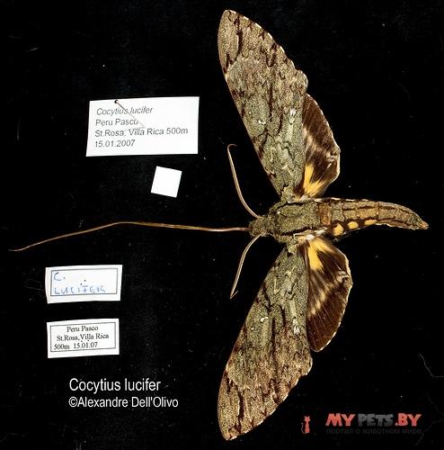 Cocytius lucifer