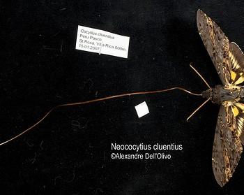 Neococytius cluentius