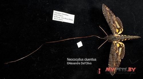 Neococytius cluentius
