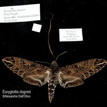 Euryglottis dognini
