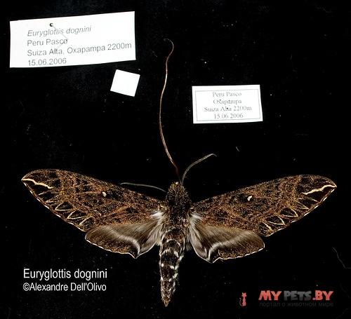 Euryglottis dognini