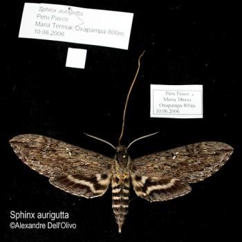 Sphinx aurigutta