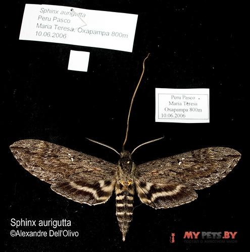 Sphinx aurigutta