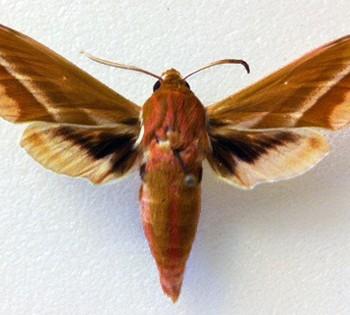 Deilephila rivularis
