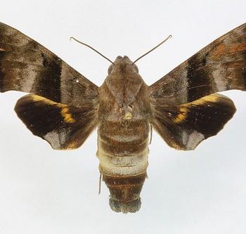 Perigonia lusca