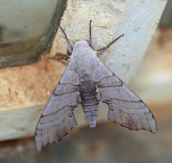 Polyptychus coryndoni
