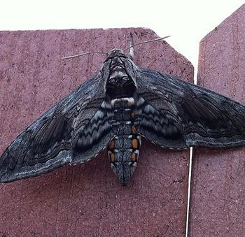 Manduca quinquemaculata