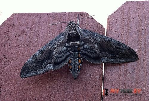 Manduca quinquemaculata