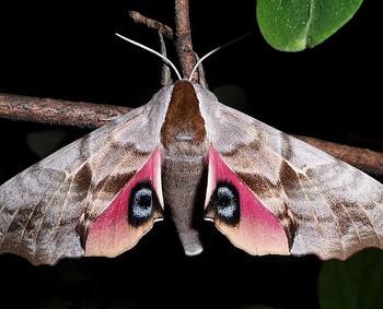 Smerinthus cerisyi