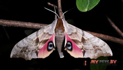 Smerinthus cerisyi