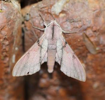 Polyptychus baxteri