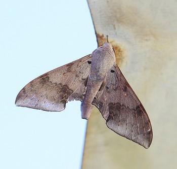 Neopolyptychus convexus