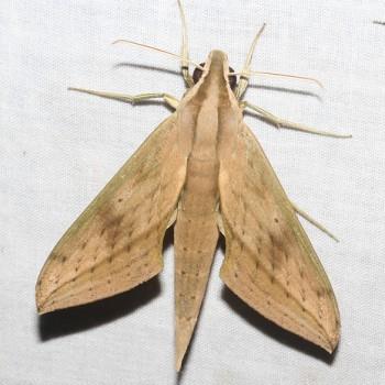 Xylophanes elara