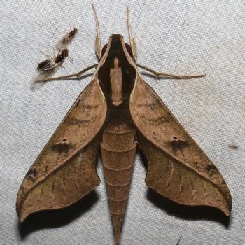 Xylophanes epaphus