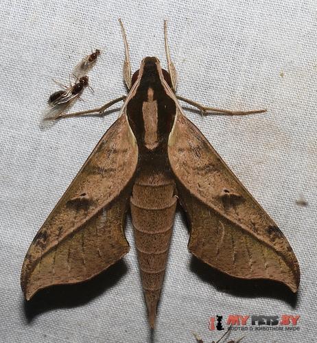 Xylophanes epaphus
