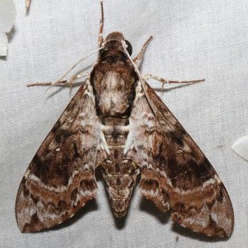 Manduca brunalba